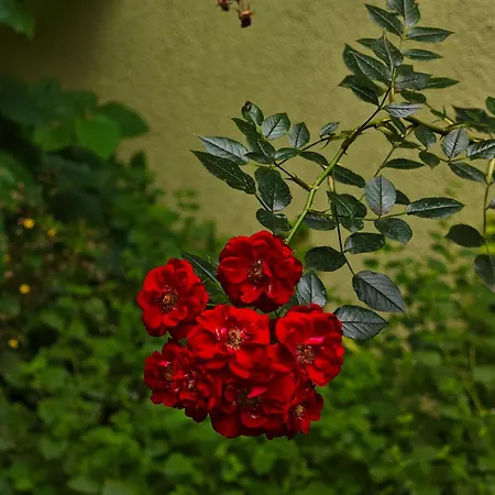 Appartamento Vintage With Garden View