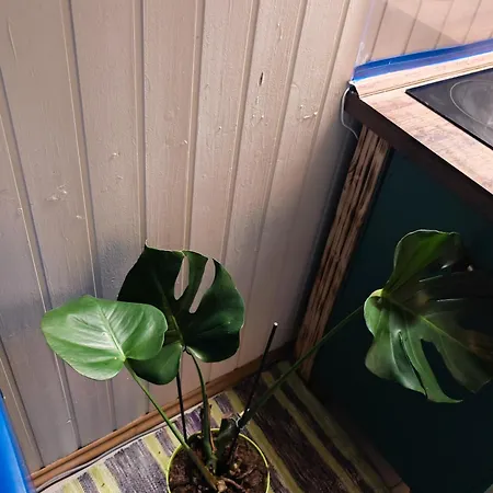 Apartament Vintage With Garden View