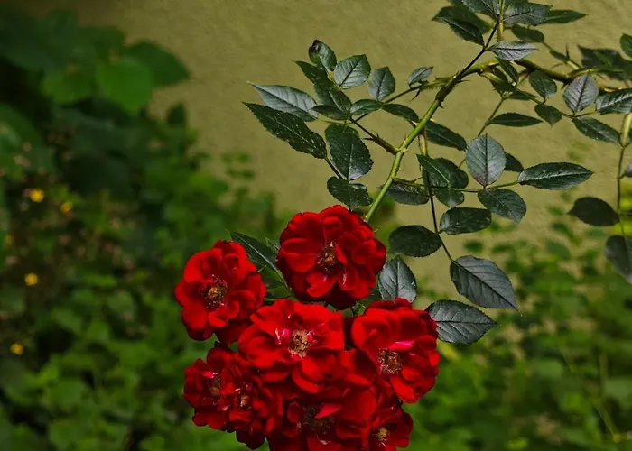 Apartament Vintage With Garden View